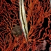 razorfish_kbrhr_v_0205_sul4539.jpg